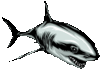 Requins06_1